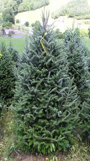 Abies Fraseri (Fraser Fir)